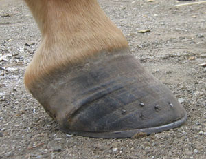 Horse hooves